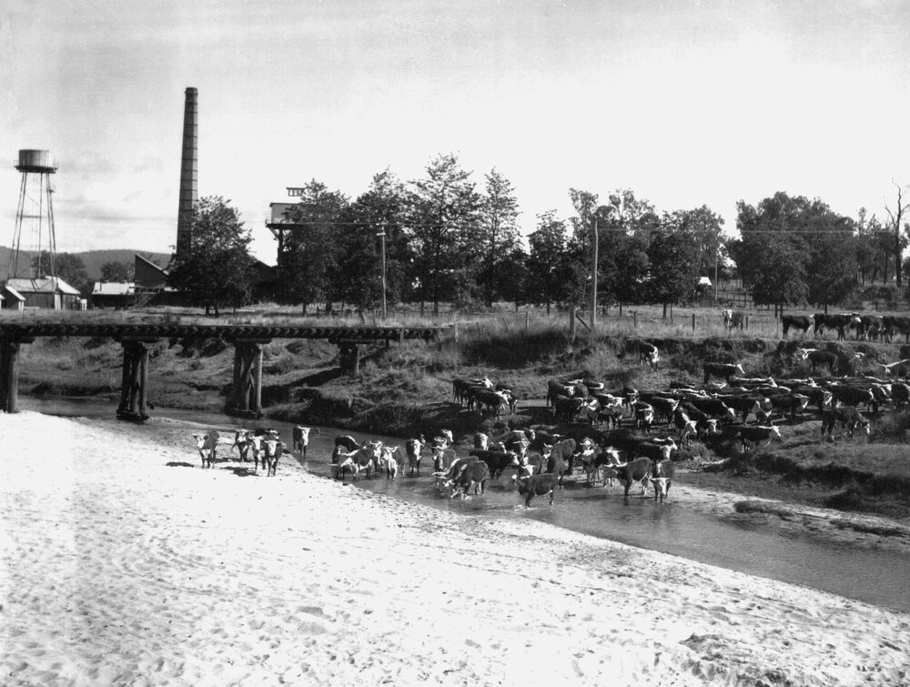 Cattle in Cressbrook Creek