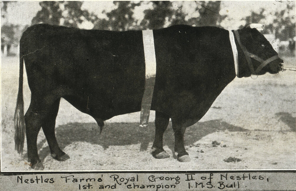 Nestle farm's champion bull, Royal George II of Nestles