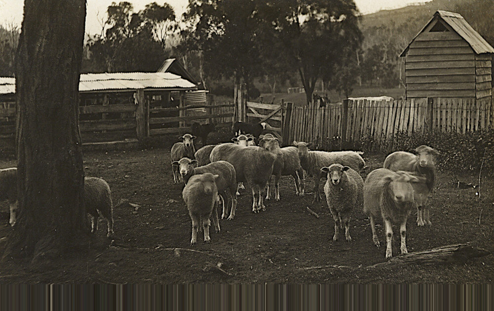 Brighton Hills dairy and cattle yards