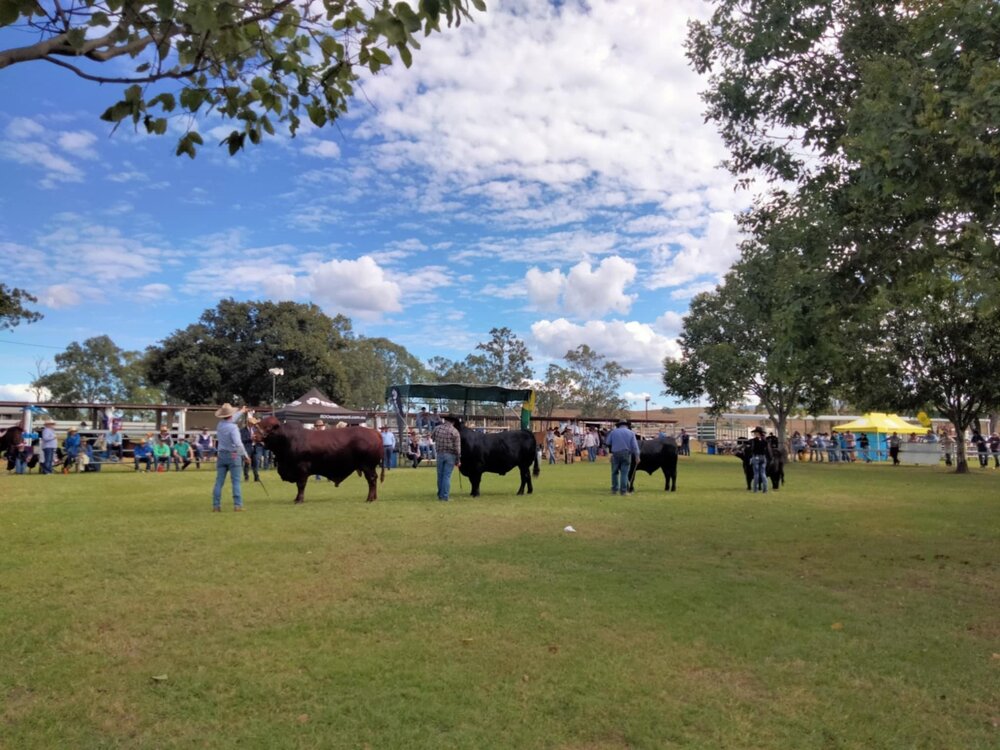 Cattle judging, Toogoolawah Show 2025