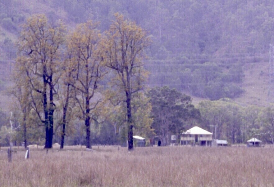 Cedar trees on 1674 Somerset Road, Dundas, 2002