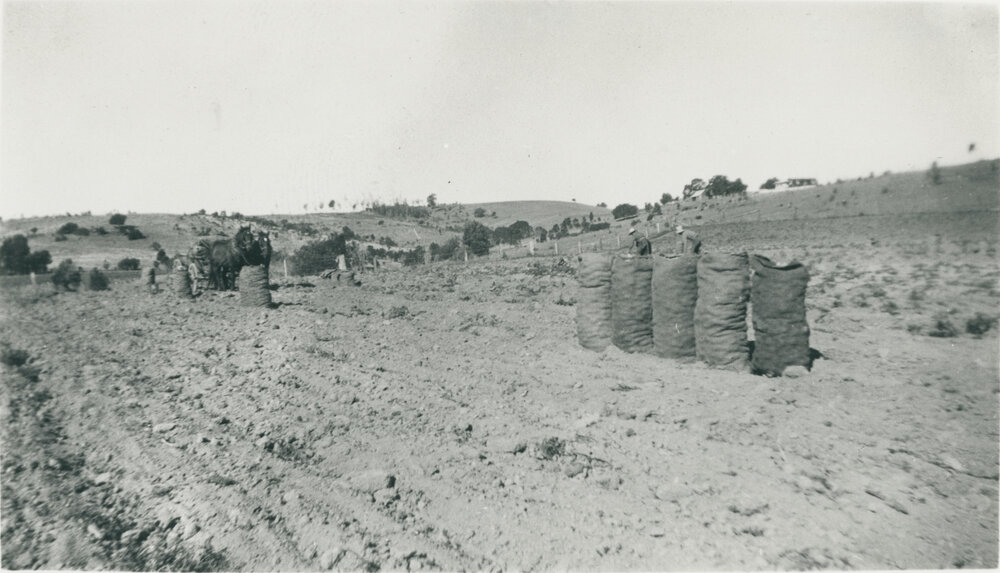 A harvested potato crop at a farm at Lowood