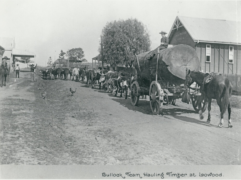 Bullock team hauling timber at Lowood