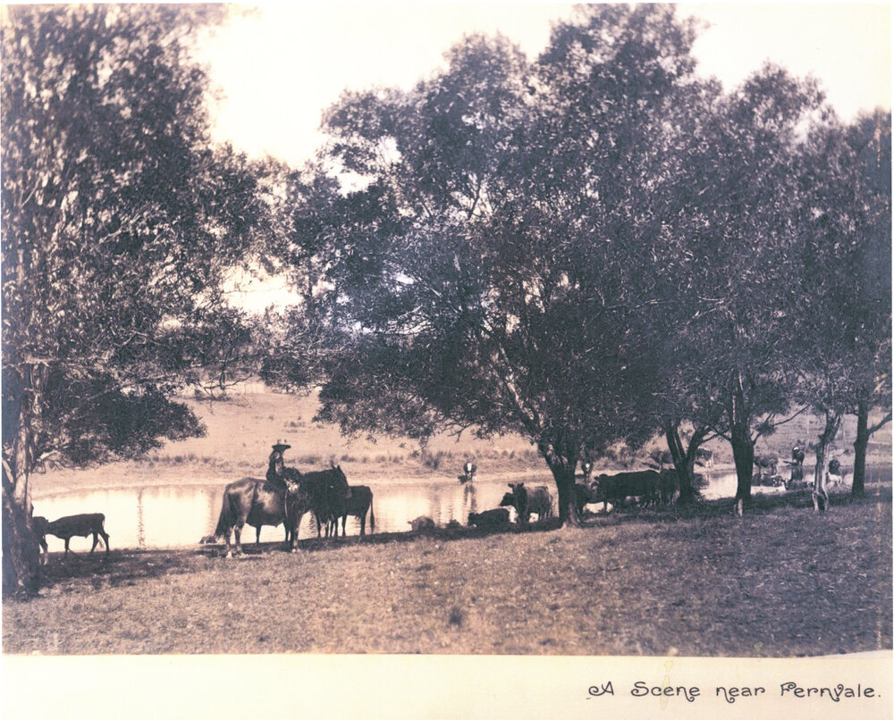 Cattle by a river near Fernvale