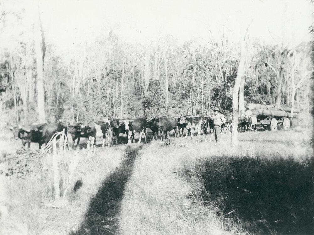 Bullock team hauling timber