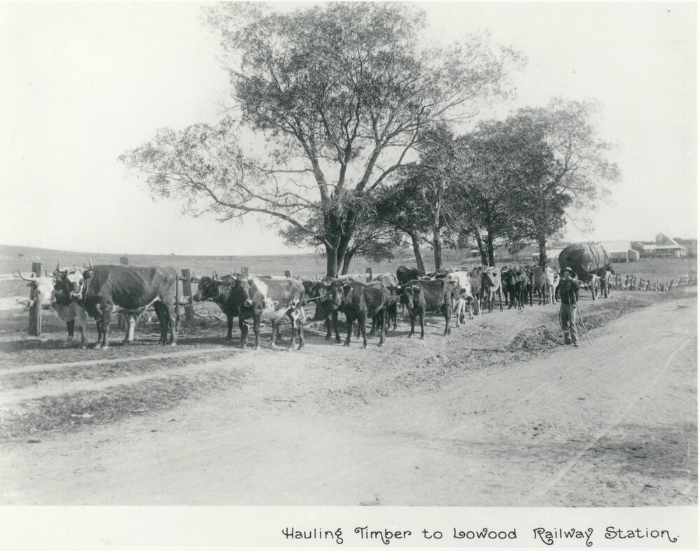 Hauling timber to Lowood Railway Station