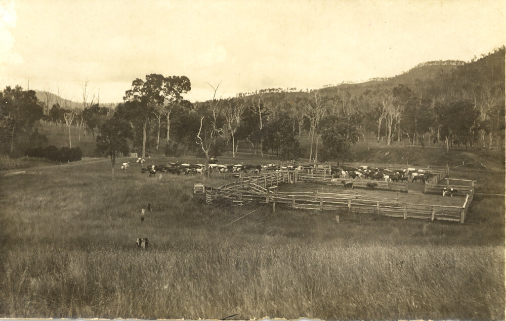 Brighton Hills cattle yards