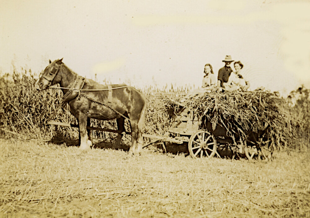 Hay gathering on Maddicks' farm