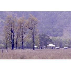 Cedar trees on 1674 Somerset Road, Dundas, 2002