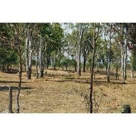 Dam mill site at Coominya, 2002