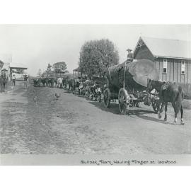 Bullock team hauling timber at Lowood