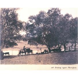 Cattle by a river near Fernvale