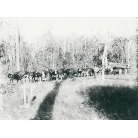 Bullock team hauling timber