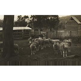 Brighton Hills dairy and cattle yards