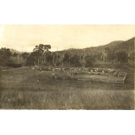 Brighton Hills cattle yards