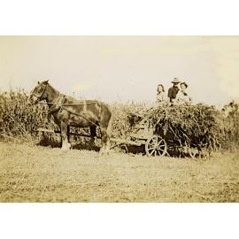 Hay gathering on Maddicks' farm
