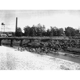 Cattle in Cressbrook Creek