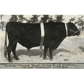 Nestle farm's champion bull, Royal George II of Nestles