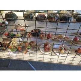Display of vegetable creatures entries at 2024 Lowood Show