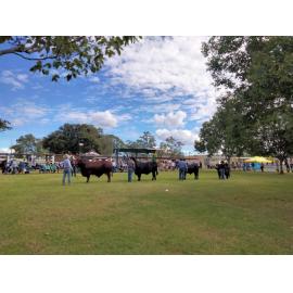 Cattle judging, Toogoolawah Show 2025